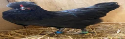 Chickens poultry for sale:  Stunning Green Egg Layers  - Advert 10