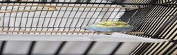 Budgerigars birds for sale: 2 Male Budgies For Sale  in Cramlington - Advert 2