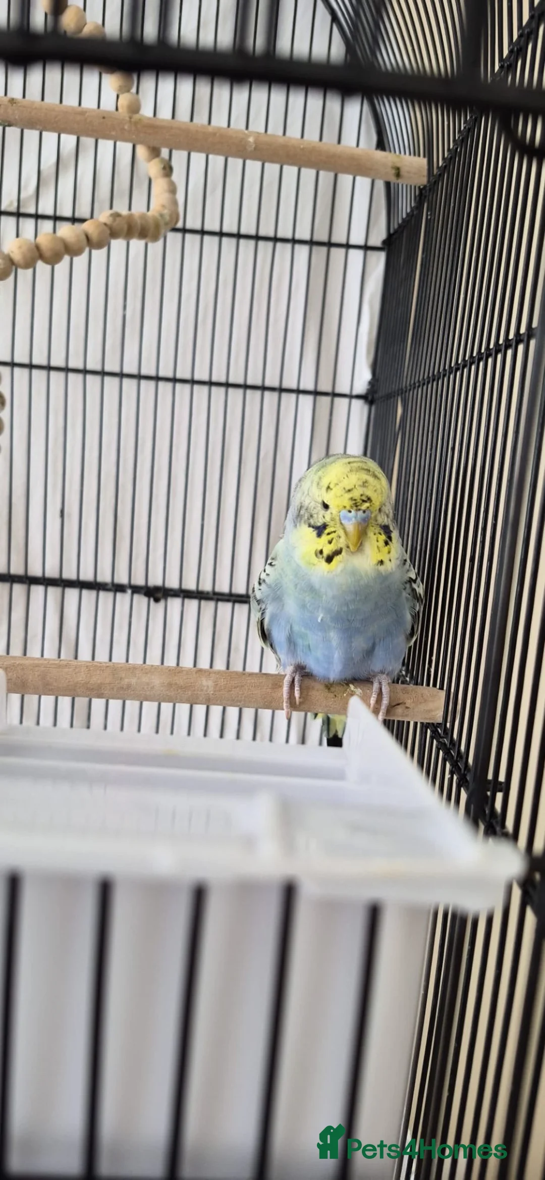 Budgerigars birds for sale: 2 Male Budgies For Sale  in Cramlington - Advert 2