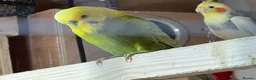 Budgerigars birds for sale: Mix variety of Stunning Young Budgies  - Advert 2