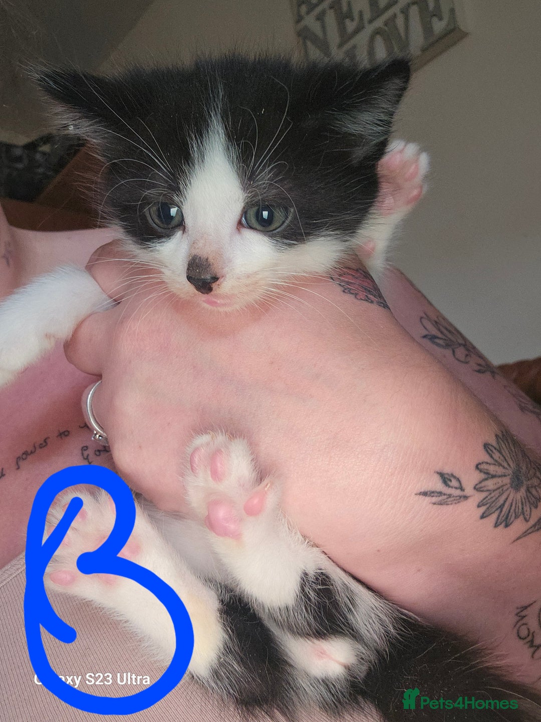 Mixed Breed cats for sale: 4 Beautiful Kittens **2 Black & White Boys Left** - Image 7