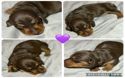 Miniature Dachshund dogs for sale: Miniature Daschund 1 Boy 1 Girl Available - Image 7