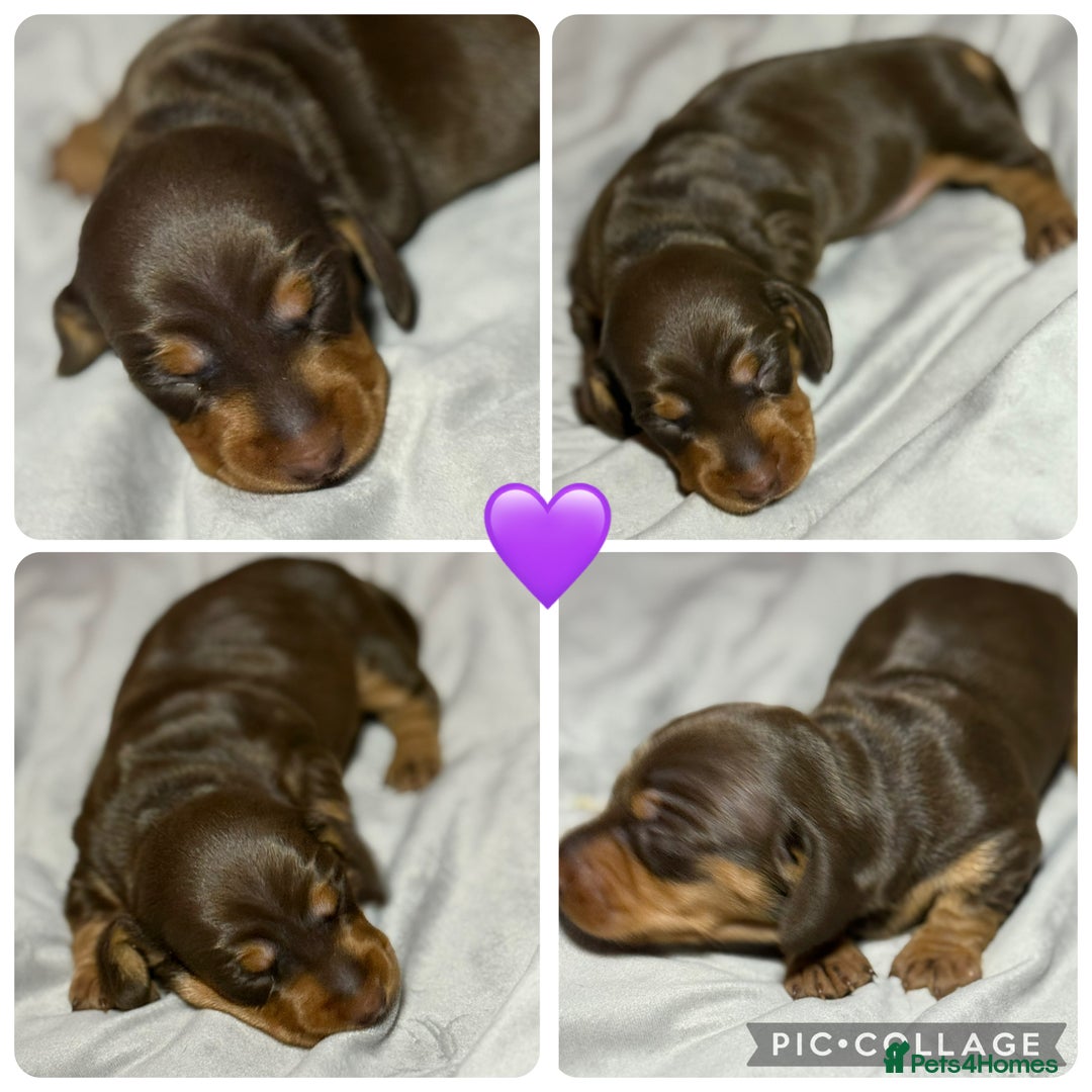 Miniature Dachshund dogs for sale: Miniature Daschund 1 Boy 1 Girl Available - Image 7