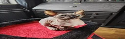 Sphynx cats for sale: Sphinx kitten for rehoming  in Grimsby - Advert 3