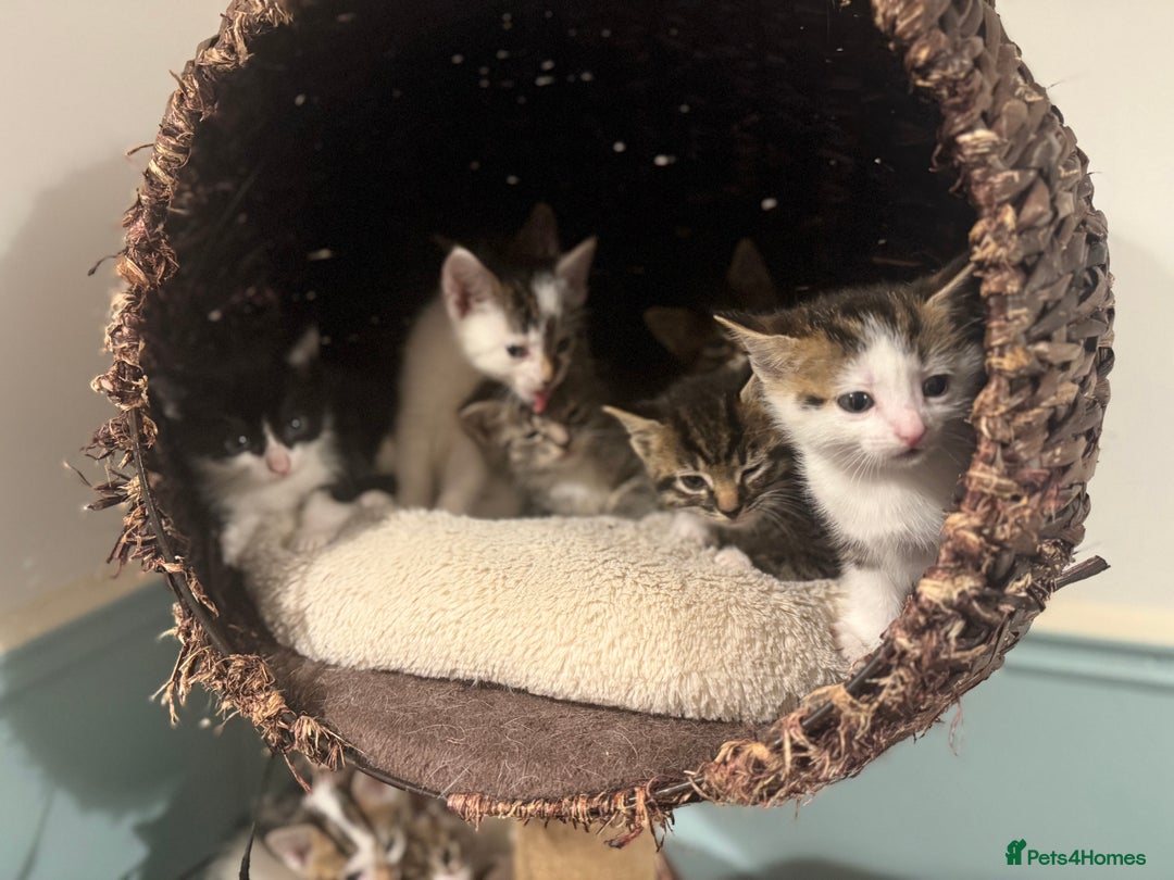 Mixed Breed cats for sale: Ready to find the best homes  - Image 7