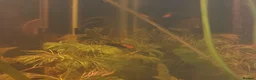 Swordtails fish for sale: Healthy Home-Bred Swordtail Juveniles in Stockport - Advert 8