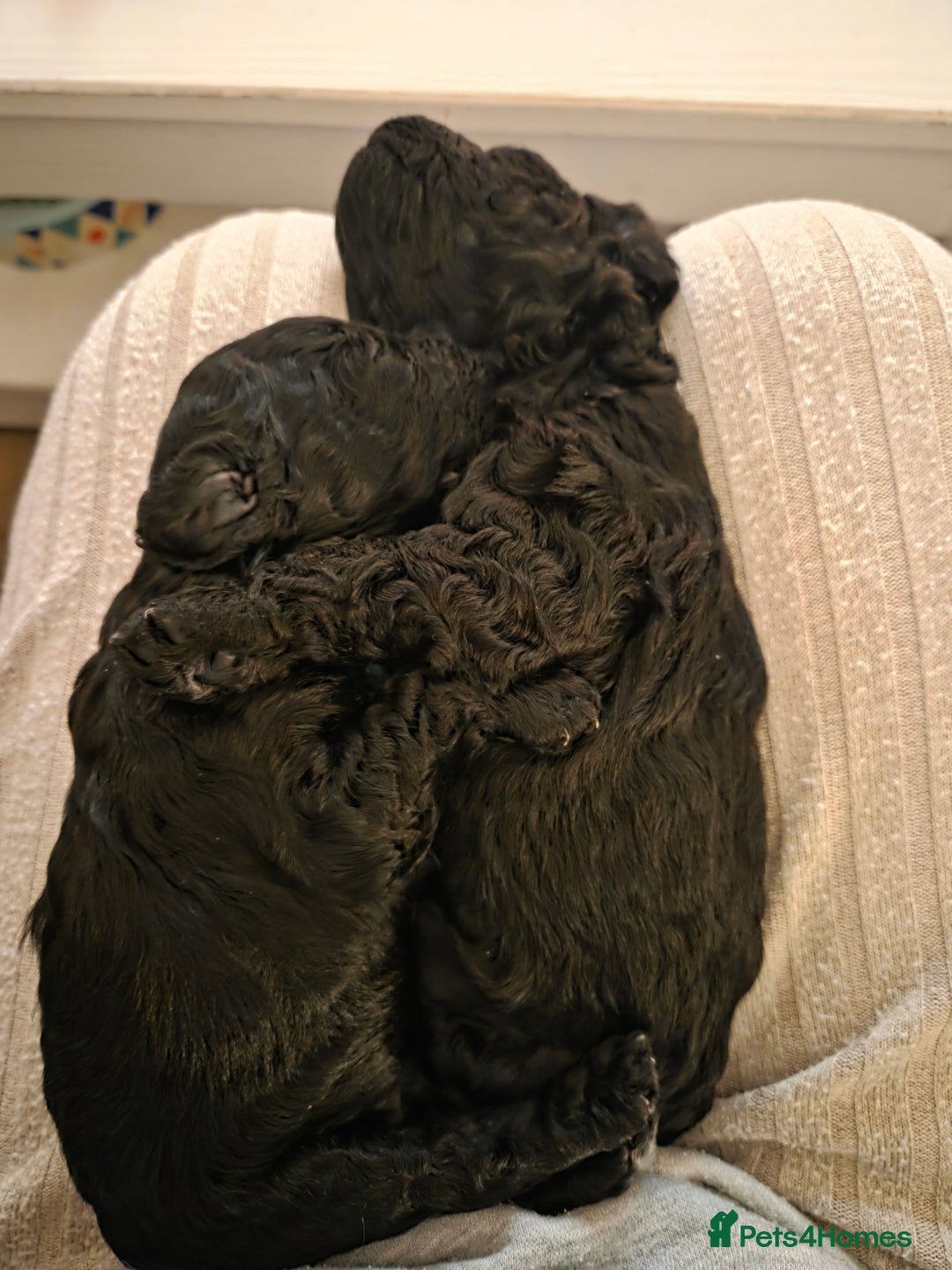 Cockapoo dogs for sale: Cockapoo Puppies  - Advert 7