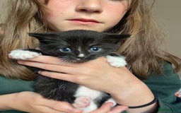 British Shorthair cats for sale: 2 beautiful kittens  - Image 8