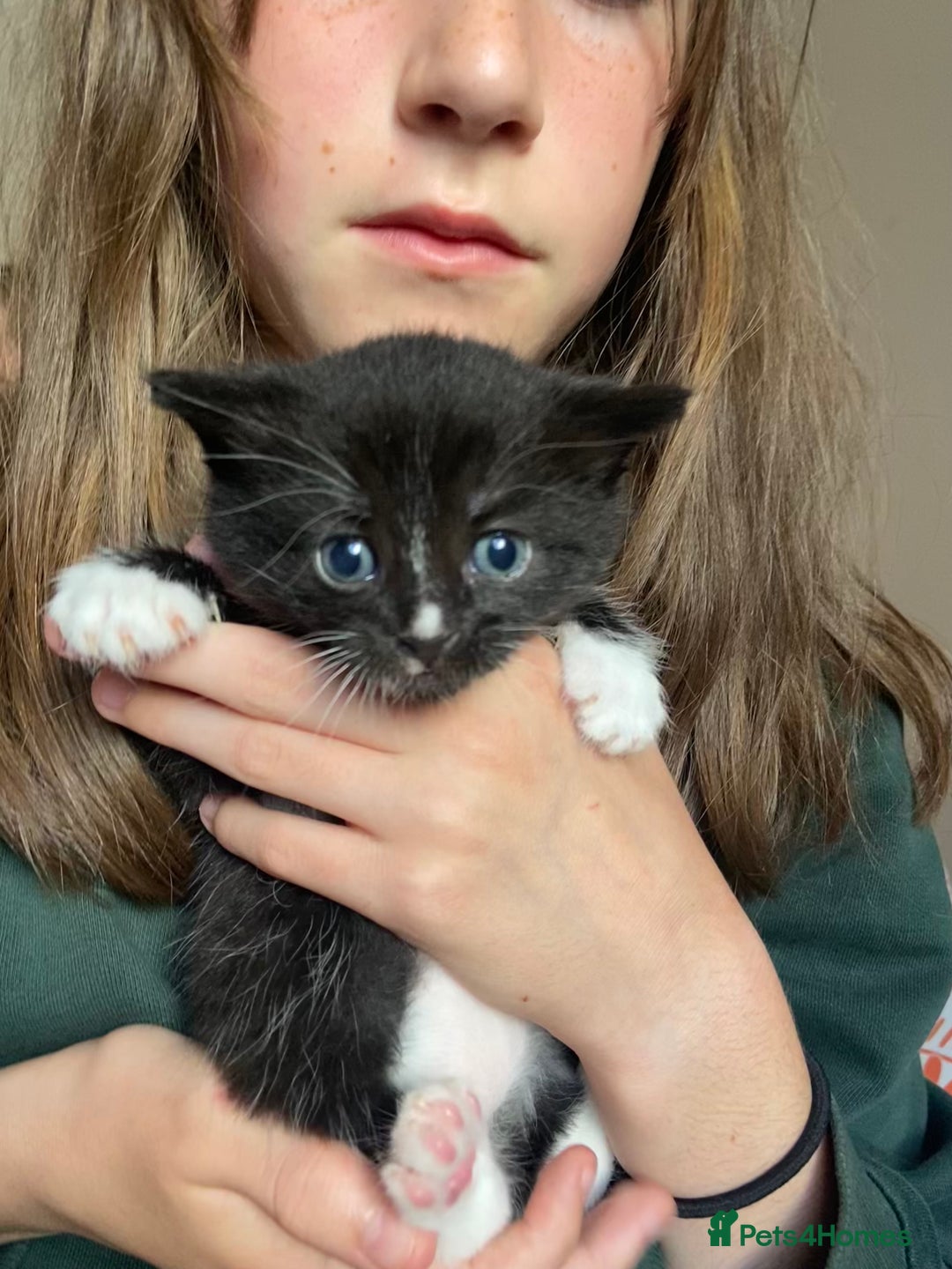 British Shorthair cats for sale: 2 beautiful kittens  - Image 8