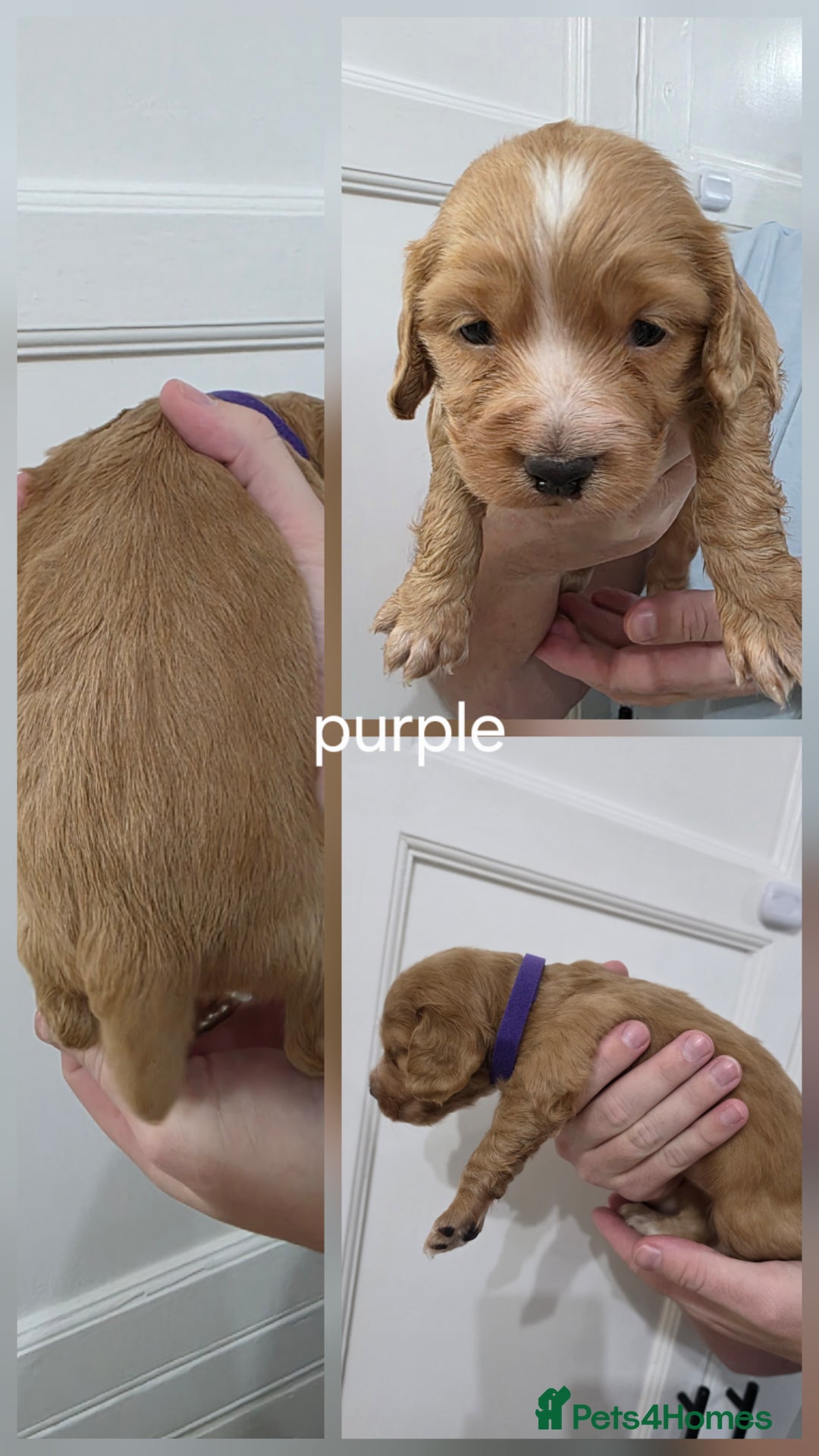 Cocker Spaniel dogs for sale: Working Cocker spaniel puppies - Advert 4