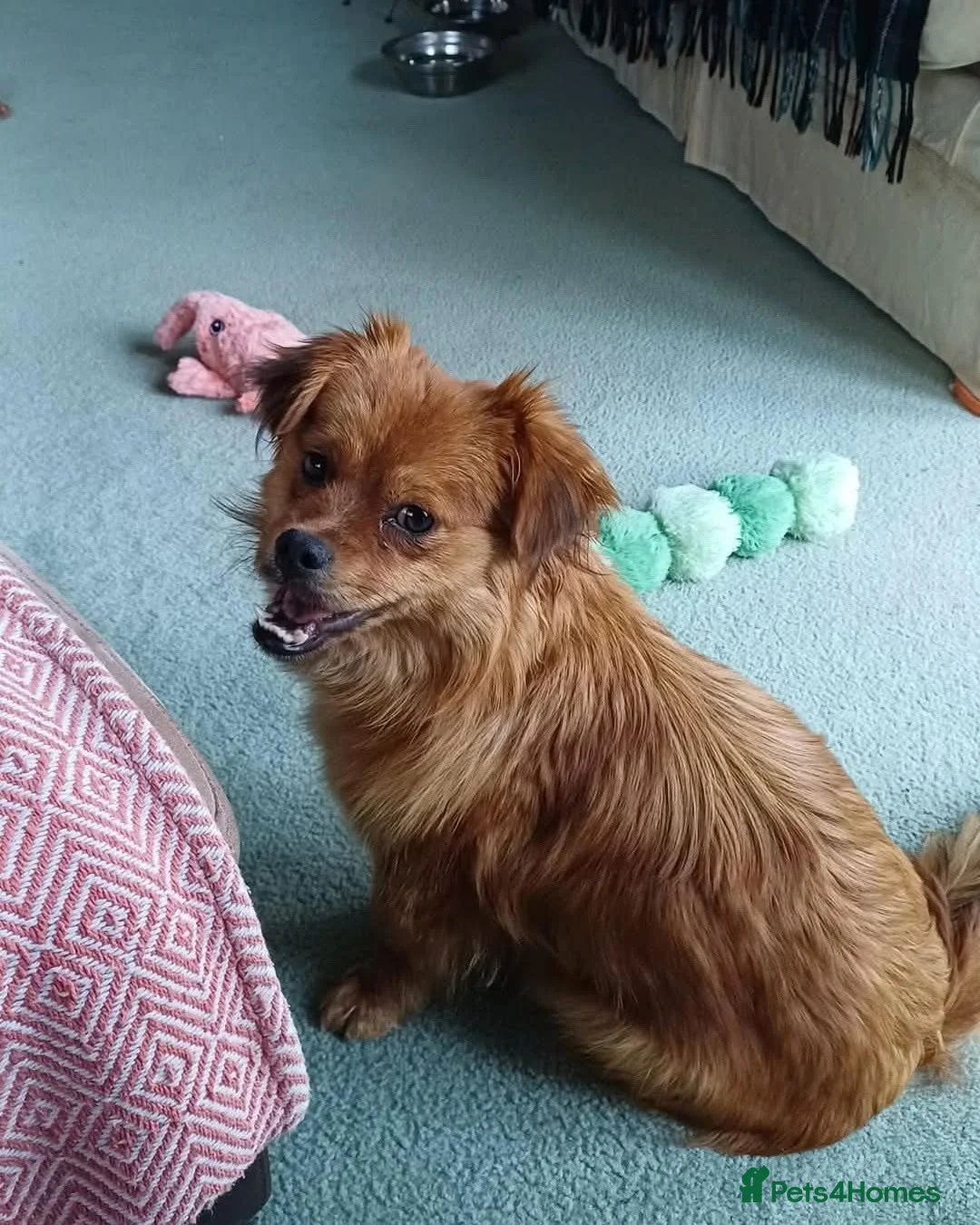 Mixed Breed dogs for adoption: Cuddly Charley  - Advert 1