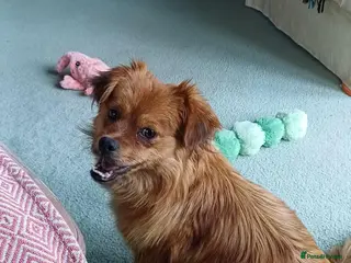 Mixed Breed dogs Cuddly Charlie - Advert 12