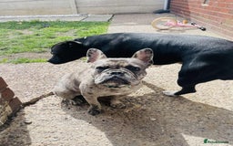 French Bulldog dogs for sale: Gorgeous French bulldog  - Image 2