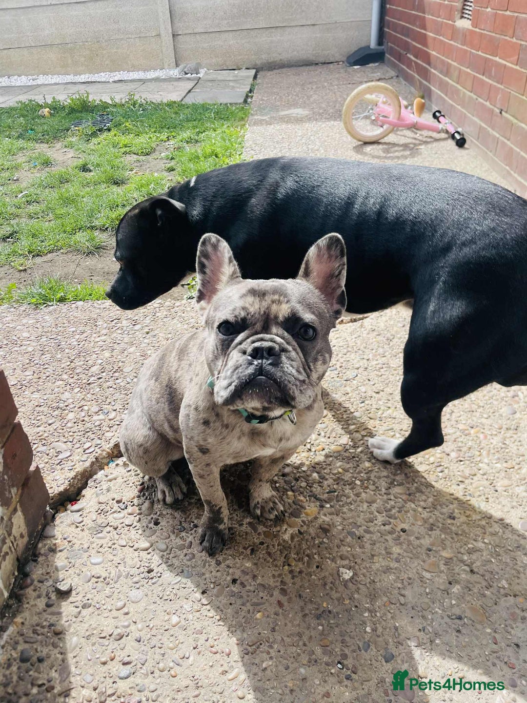 French Bulldog dogs for sale: Gorgeous French bulldog  - Image 2
