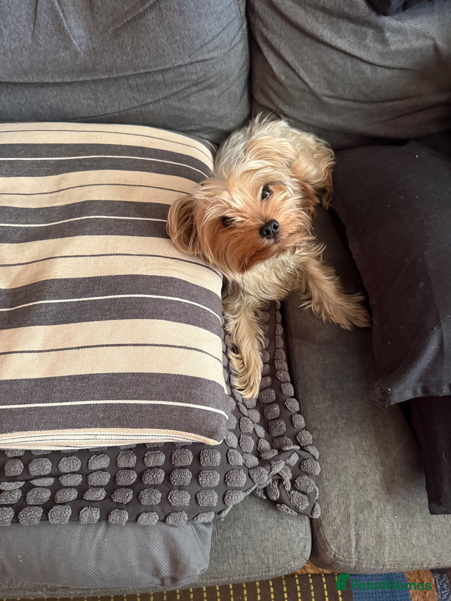 Yorkshire Terrier dogs Beautiful Yorkshire Terrier Puppies  - Advert 5