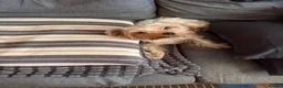 Yorkshire Terrier dogs for sale: Beautiful Yorkshire Terrier Puppies  - Advert 1