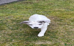 Border Collie dogs for sale: 2 puppies left/1 white Merle and black and white . - Image 13