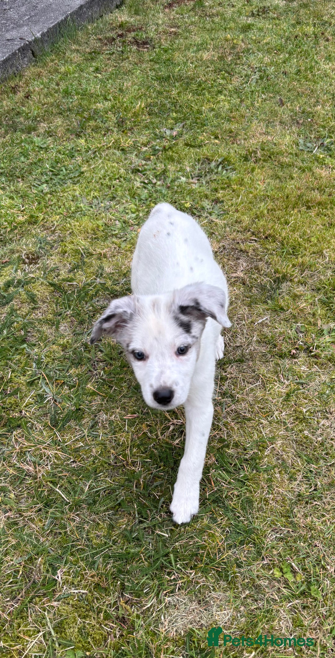 Border Collie dogs for sale: 2 puppies left/1 white Merle and black and white . - Image 13
