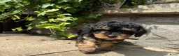 Cavapoochon dogs for sale: Cavapoochon pups health tested parents  - Advert 12