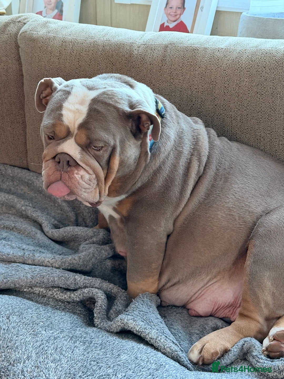 English Bulldog dogs for sale: Bulldogs  in Sandown - Advert 1