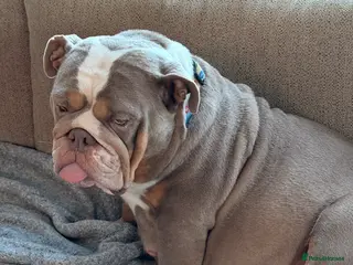 English Bulldog dogs Bulldogs in Sandown - Advert 1