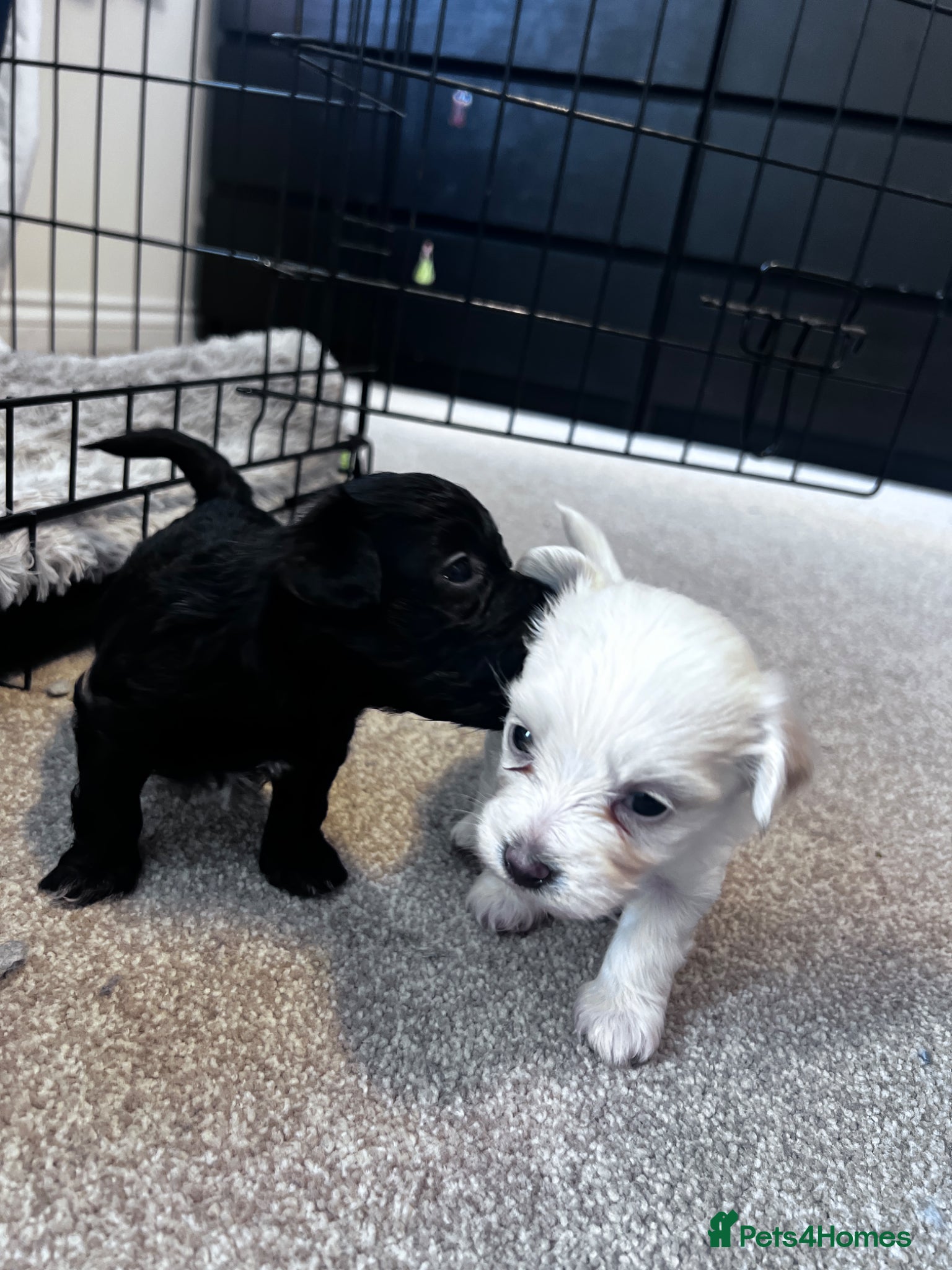 Mixed Breed dogs Puppies  - Advert 1