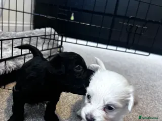 Mixed Breed dogs Puppies - Advert 1