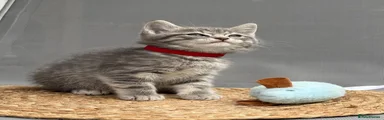 Red collar boy