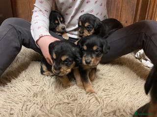 Mixed Breed dogs Beautiful Border Terrier X Show cocker spaniels - Advert 6