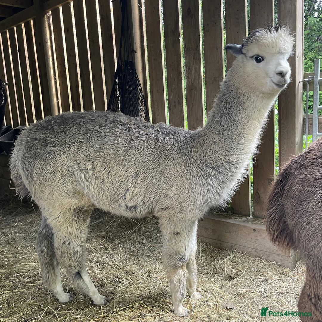 Alpaca livestock for sale: Silver Grey Male Alpaca  - Advert 2