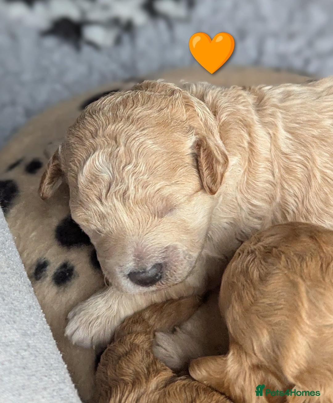 Poochon dogs for sale: 🐾 Adorable F1b Poochon Puppies - Ready November🐾 - Image 12