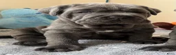 Neapolitan Mastiff dogs for sale: 2 puppies Neapolitan mastiff  - Advert 19