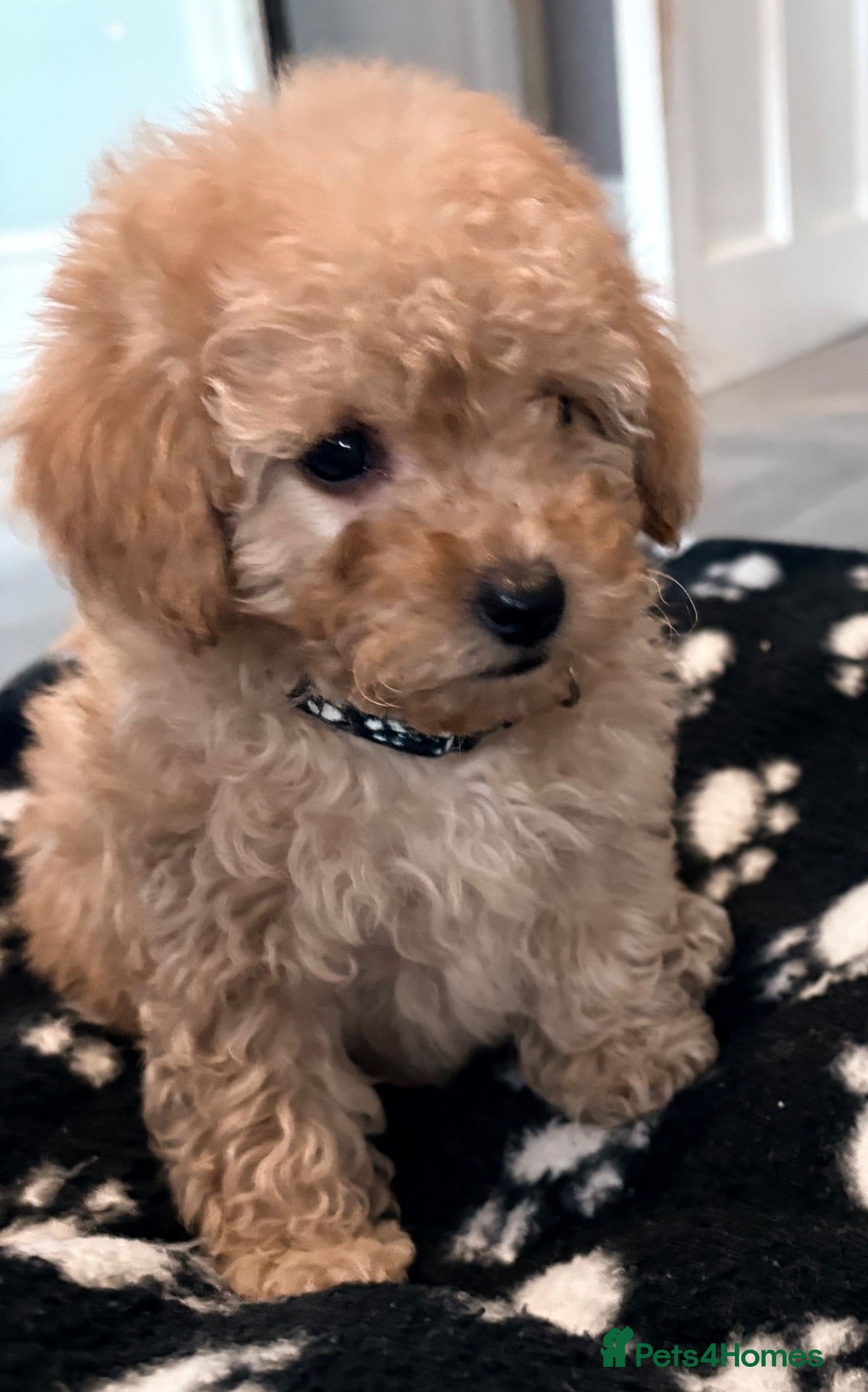 Cavapoo dogs Luxury toyf1b Cavapoo ready Friday 💙 - Advert 15