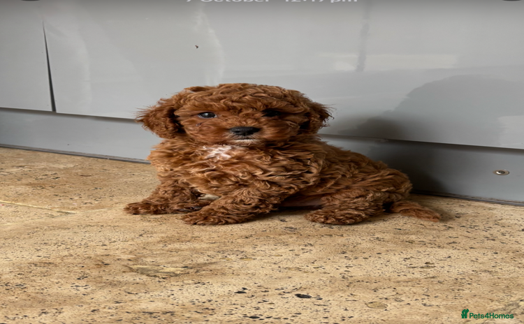 Cavapoo dogs - Advert 11