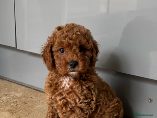 Cavapoo dogs - Advert 8