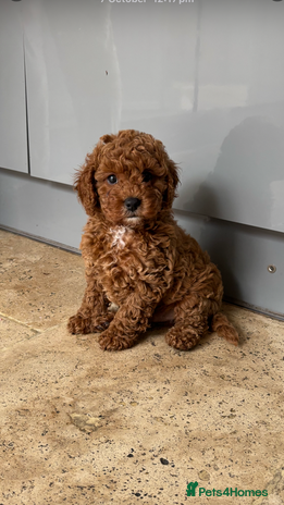 Cavapoo dogs - Advert 1