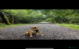 Labrador Retriever dogs for sale: 12 month old male Labrador retriever  - Image 2