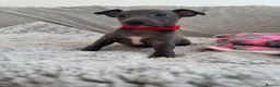 Italian Greyhound dogs for sale: KC registered blue Italian greyhounds for sale - Advert 19