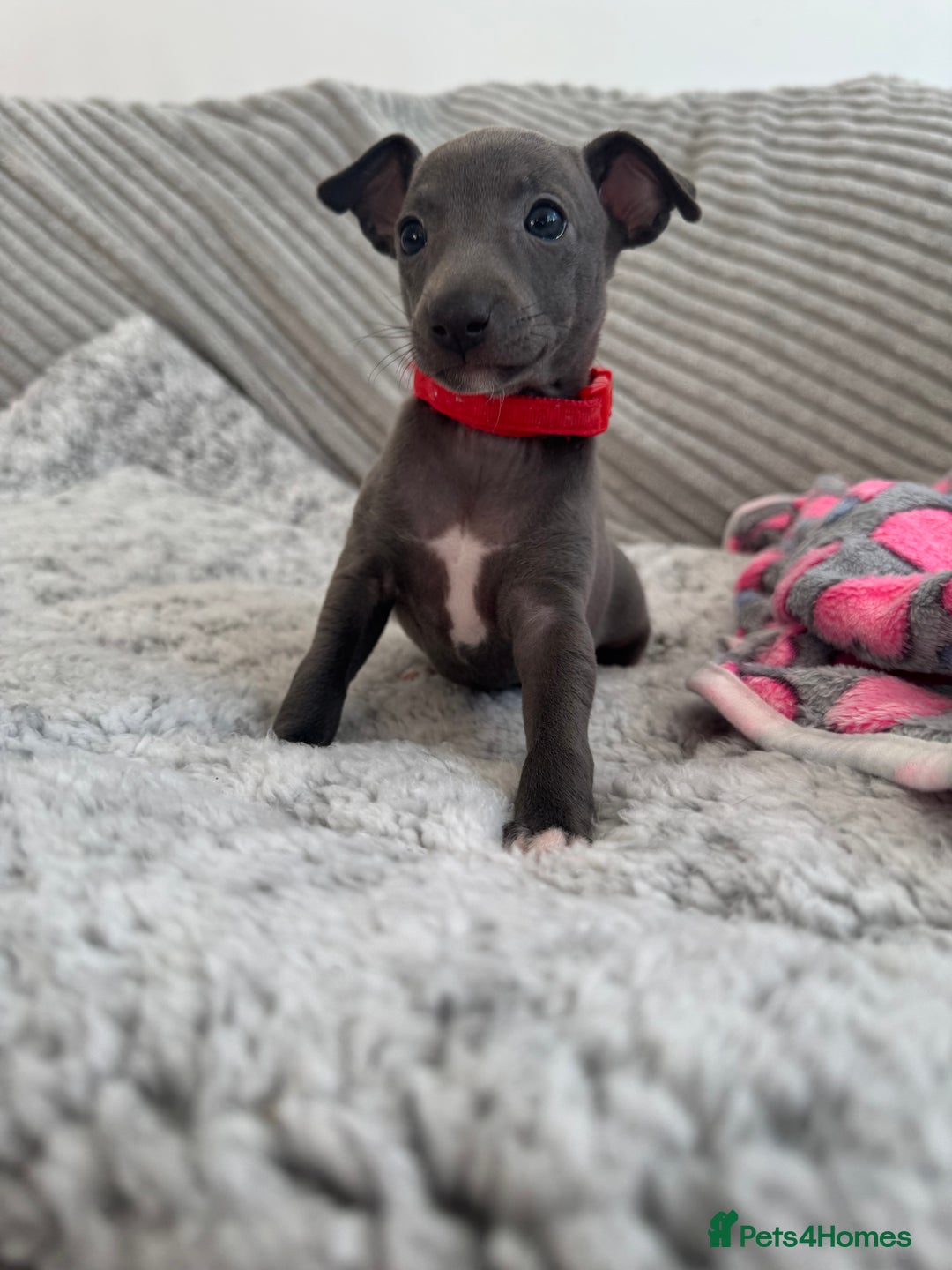 Italian Greyhound dogs for sale: KC registered blue Italian greyhounds for sale - Advert 19