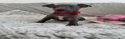 Italian Greyhound dogs for sale: KC registered blue Italian greyhounds for sale - Advert 19