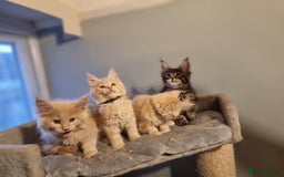 Maine Coon cats for sale: TICA REG.  Amazing kittens  - Image 1