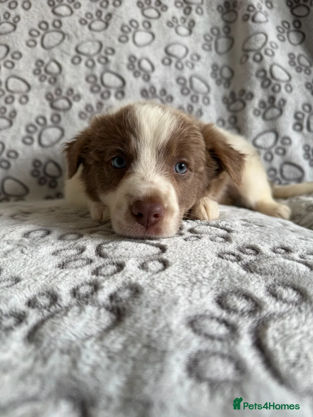 Border Collie dogs for sale: 1 Stunning Rough Coated Girl - Advert 13