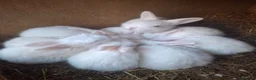 New Zealand rabbits for sale: NEW ZEALAND WHITE (NZW) RABBITS FOR SALE in Oldham - Advert 1