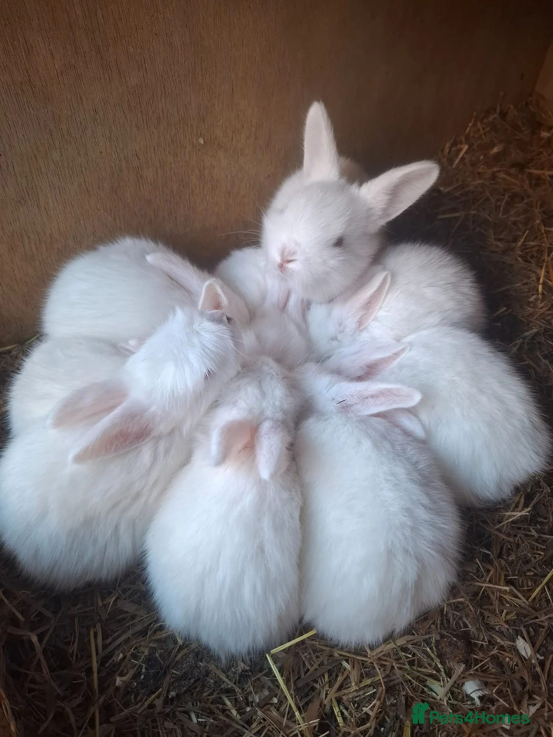 New Zealand rabbits for sale: NEW ZEALAND WHITE (NZW) RABBITS FOR SALE in Oldham - Advert 1