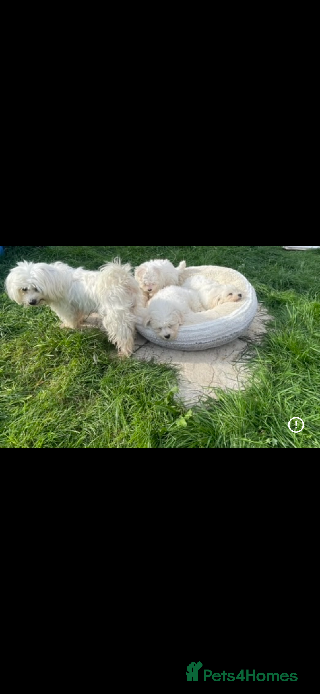 Maltipoo dogs 🐾 Maltipoo puppy’s 🐾  - Advert 2