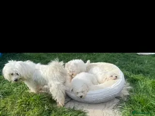 Maltipoo dogs 🐾 Maltipoo puppy’s 🐾 - Advert 2