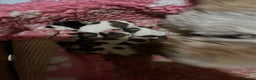 Shih Tzu dogs for sale: Shih tzu puppies  - Advert 3