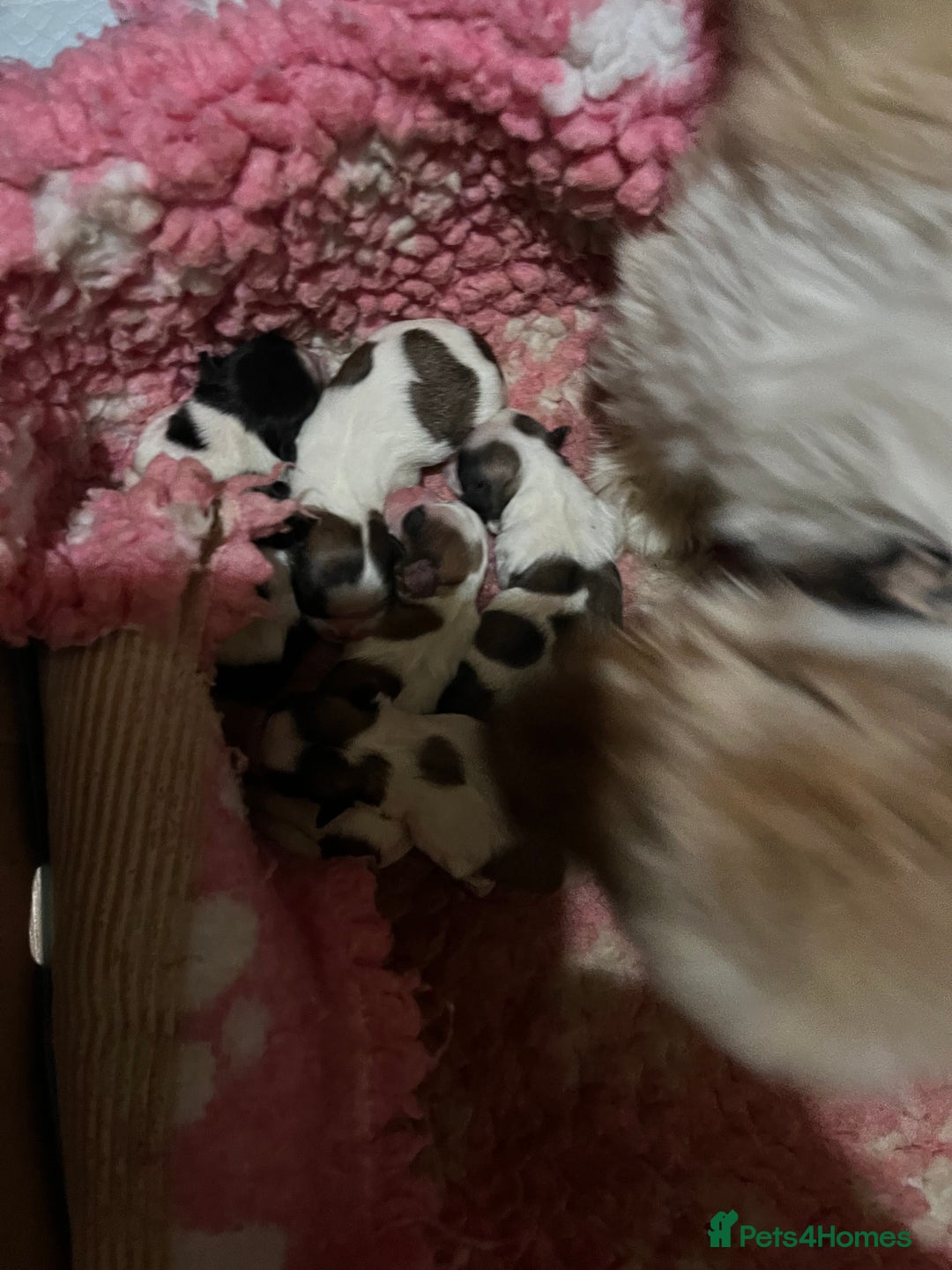 Shih Tzu dogs for sale: Shih tzu puppies  - Advert 3