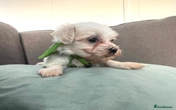 Maltese dogs for sale: Maltese puppies available 🩵🩷💚  - Image 8