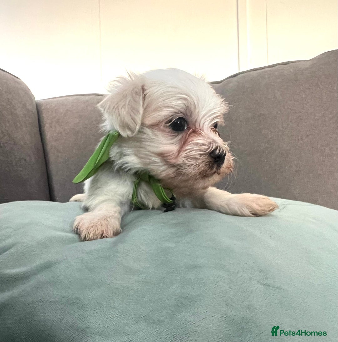 Maltese dogs for sale: Maltese puppies available 🩵🩷💚  - Image 8